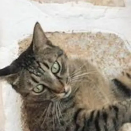 παλιό κελάρι σε πέτρινο σπίτι * Ano Potamia